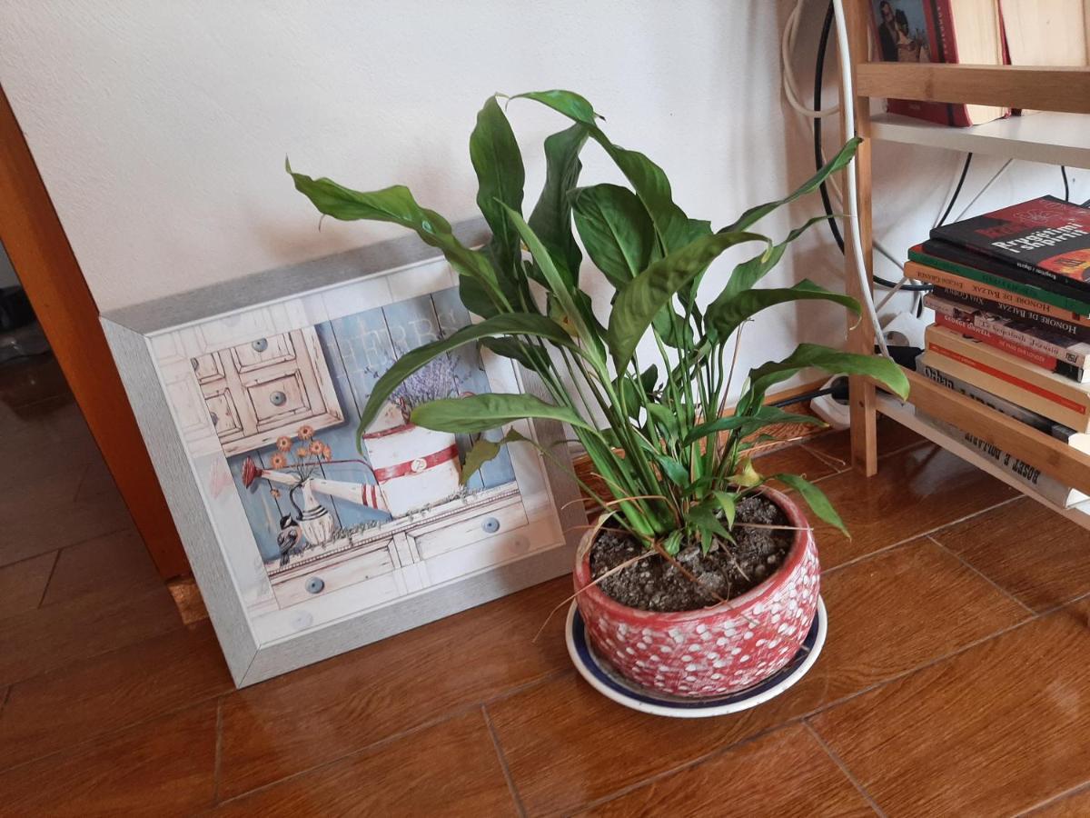 Cosy Central Apartment Shkodër Esterno foto